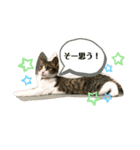 猫のむぎのスタンプ その2（個別スタンプ：14）
