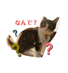 猫のむぎのスタンプ その2（個別スタンプ：15）