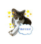猫のむぎのスタンプ その2（個別スタンプ：16）