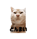 毎日小次郎さん（個別スタンプ：22）