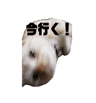 毎日小次郎さん（個別スタンプ：23）