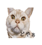 毎日小次郎さん（個別スタンプ：33）