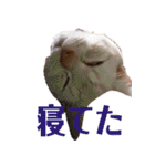 毎日小次郎さん（個別スタンプ：34）