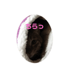 4匹のペットたち（個別スタンプ：2）