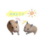 ♡ハム日和2♡（個別スタンプ：3）