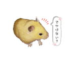 ♡ハム日和2♡（個別スタンプ：12）