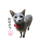猫のエアロ（個別スタンプ：1）