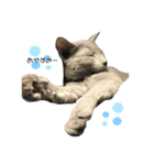 猫のエアロ（個別スタンプ：3）