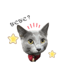 猫のエアロ（個別スタンプ：4）