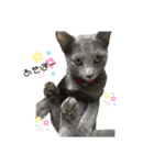 猫のエアロ（個別スタンプ：5）