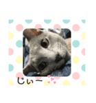 猫のエアロ（個別スタンプ：6）