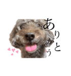 愛犬たいちゃんのスタンプ（個別スタンプ：1）