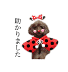 愛犬たいちゃんのスタンプ（個別スタンプ：16）