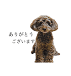 愛犬たいちゃんのスタンプ（個別スタンプ：18）