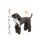 愛犬たいちゃんのスタンプ（個別スタンプ：19）