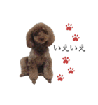 愛犬たいちゃんのスタンプ（個別スタンプ：20）