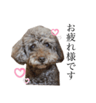 愛犬たいちゃんのスタンプ（個別スタンプ：27）