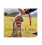 愛犬たいちゃんのスタンプ（個別スタンプ：35）