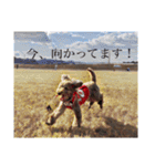 愛犬たいちゃんのスタンプ（個別スタンプ：36）