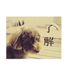 愛犬たいちゃんのスタンプ（個別スタンプ：39）