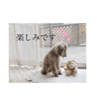 愛犬たいちゃんのスタンプ（個別スタンプ：40）