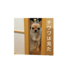 人間味溢れるチワワ（個別スタンプ：3）