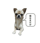 人間味溢れるチワワ（個別スタンプ：4）