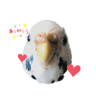 うちのインコのそら子です。（個別スタンプ：1）