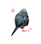 うちのインコのそら子です。（個別スタンプ：2）