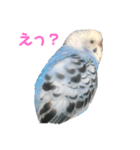 うちのインコのそら子です。（個別スタンプ：3）