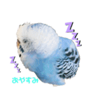 うちのインコのそら子です。（個別スタンプ：4）