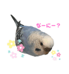 うちのインコのそら子です。（個別スタンプ：5）
