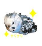 うちのインコのそら子です。（個別スタンプ：6）