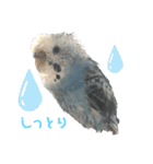 うちのインコのそら子です。（個別スタンプ：7）