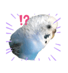 うちのインコのそら子です。（個別スタンプ：8）