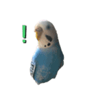 うちのインコのそら子です。（個別スタンプ：9）