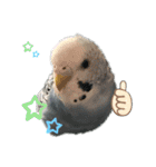 うちのインコのそら子です。（個別スタンプ：10）