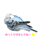 うちのインコのそら子です。（個別スタンプ：12）