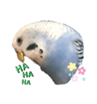 うちのインコのそら子です。（個別スタンプ：15）