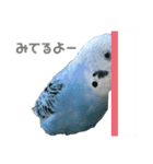 うちのインコのそら子です。（個別スタンプ：16）