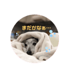 sophia grace（個別スタンプ：3）