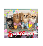 Chihuahua4（個別スタンプ：1）