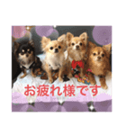 Chihuahua4（個別スタンプ：2）