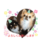Chihuahua4（個別スタンプ：3）