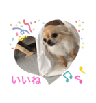Chihuahua4（個別スタンプ：4）