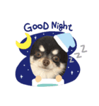 Chihuahua4（個別スタンプ：6）