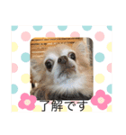 Chihuahua4（個別スタンプ：7）