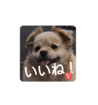 すいか！いいね！（個別スタンプ：1）