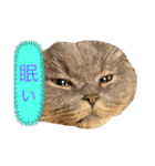 千と珀にゃん（個別スタンプ：1）
