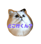 千と珀にゃん（個別スタンプ：10）